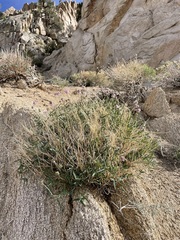 Trifolium dedeckerae