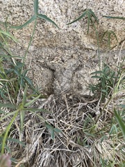 Trifolium dedeckerae