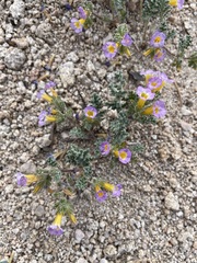 Phacelia bicolor
