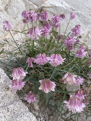 Trifolium dedeckerae