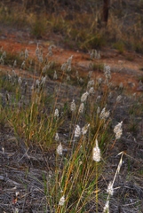 Enneapogon nigricans