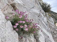 Trifolium dedeckerae