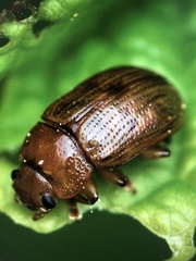 Gonioctena intermedia