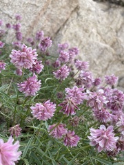 Trifolium dedeckerae