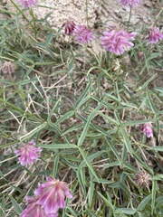 Trifolium dedeckerae