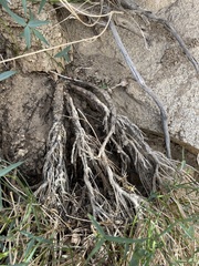 Trifolium dedeckerae