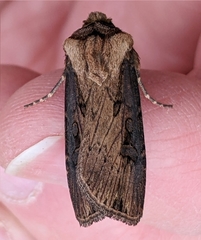 Agrotis antica