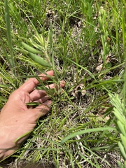 Solidago nemoralis longipetiolata