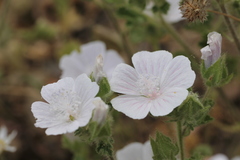Malva hispanica