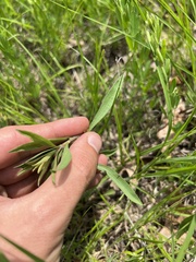 Solidago nemoralis longipetiolata