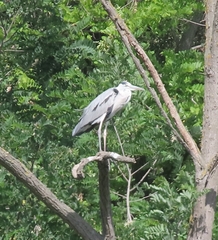 Ardea cinerea