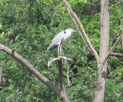 Ardea cinerea