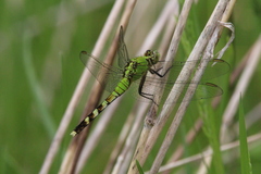 Erythemis simplicicollis