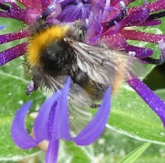 Bombus