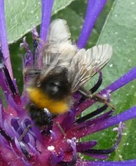 Bombus