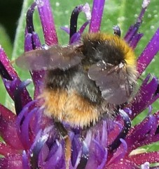Bombus