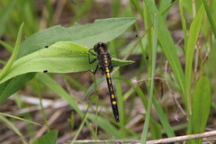 Leucorrhinia intacta