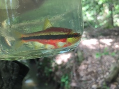 Notropis lutipinnis