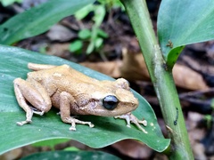 Eleutherodactylus portoricensis