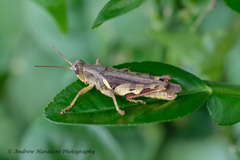 Xenocatantops brachycerus