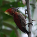 Banded Woodpecker - Photo (c) Tan Kok Hui, some rights reserved (CC BY-NC)