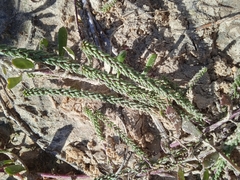 Polygala cyparissias