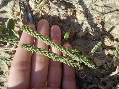 Polygala cyparissias