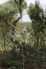 Asphodelus serotinus