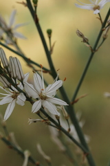 Asphodelus serotinus