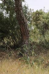 Asphodelus serotinus