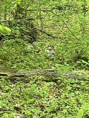 Phlox divaricata divaricata