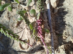 Polygala cyparissias