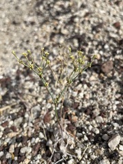 Eriogonum brachyanthum