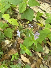 Phlox divaricata divaricata