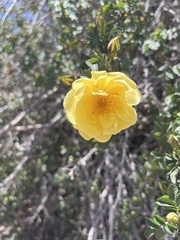 Rosa hugonis