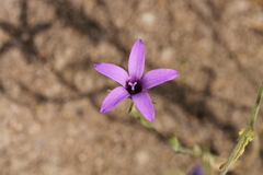 Campanula lusitanica