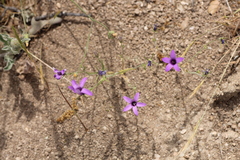 Campanula lusitanica