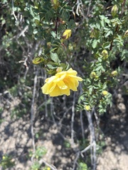 Rosa hugonis