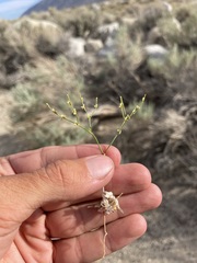 Eriogonum brachyanthum