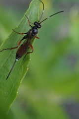 Agrothereutina