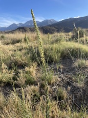 Thelypodium crispum