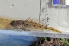 Ninnigobius canestrinii
