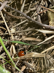 Coccinella californica