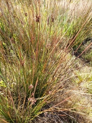 Juncus hesperius
