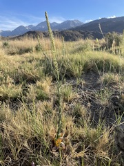 Thelypodium crispum