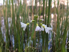 Cardamine dentata