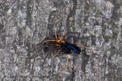 Leptodialepis bipartitus