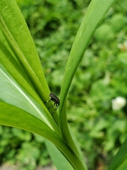 Insecta