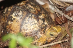 Terrapene carolina yucatana