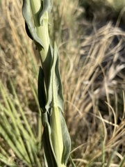 Thelypodium crispum